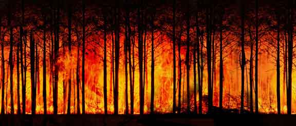 Klimanotstand - Erdueberhitzung - Waldbrand