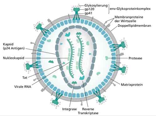 Corona-Virus - Strafe Gottes - HIV Aufbau